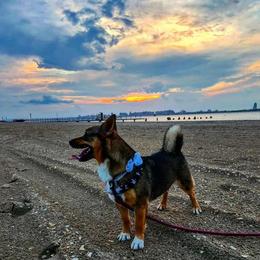 Daisy - Swedish Vallhund