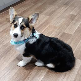 Pembroke Welsh Corgis from The Painted Pup