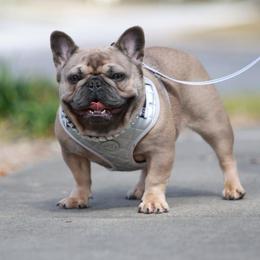 Truly - French Bulldog