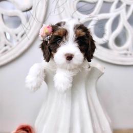 Suki - Tri-color female Cavapoo puppy in Plant City, Florida from MCB Puppies