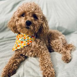 Café - Poodle