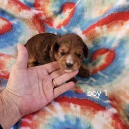 Boy 1 - Red male Yorkipoo puppy in Fairmount, Indiana from Capens' Doodles,Poodles and Poo's