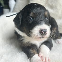 Aussiedoodle and Miniature Australian Shepherd Puppies from The Finished Dog