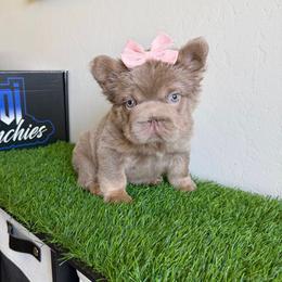 Honey Bear - Liver female French Bulldog puppy in Bakersfield, California from HOI Frenchies