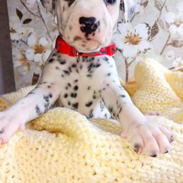 Dalmatian and Poodle Puppies from Reeves Family Standards