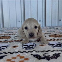 Baby Pink - Cream female Dachshund puppy in Poteau, Oklahoma from Sisters Dazzling Dachshunds