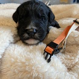 Goldendoodle, Poodle, and Sheepadoodle Puppies from Heavenly Hilltop Farm