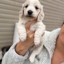 Brisk - Cream male Dachshund puppy in Martinsville, Virginia from Ana’s Beautiful Doxies