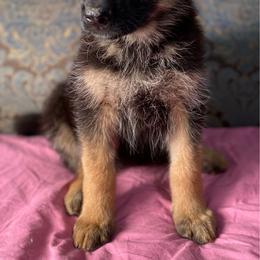 Fuchsia collar girl - Black and red female German Shepherd puppy in Coleta, Illinois from Four Leaf Farm- Vom Vierblättriges Bauernhof