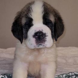 Rufus - Brown and white male Saint Bernard puppy in Brandon, South Dakota from Split Rock Saints