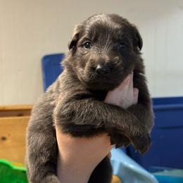Nova - Blue female German Shepherd puppy in Barnhart, Missouri from Combat Creek German Shepherds