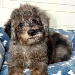 Lotus - Blue Merle Color - Merle male Goldendoodle puppy in Beecher, Illinois from Erica’s Doodles