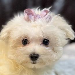 Companion Crosses, Havanese, Havapoos, Maltese, and Maltipoos from 3 Bs Havanese-PUPPIES with  PURPOSE