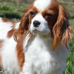Cavalier King Charles Spaniels and Pembroke Welsh Corgis from Wind Dial Farm