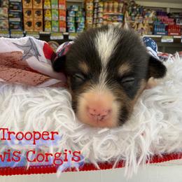 Trooper - Black and tan male Pembroke Welsh Corgi puppy in Purcell, Oklahoma from Lewis Aussie’s & Corgi’s