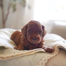 Comet - Red  male Goldendoodle puppy in Vancouver, Washington from Blissful Doodles