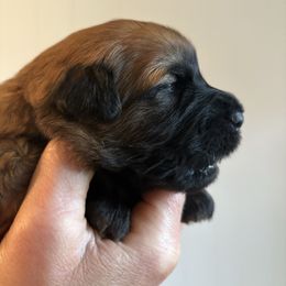 Ms Pink - Wheaten Soft Coated Wheaten Terrier puppy in Fowler, Ohio from Warzalas wheatens