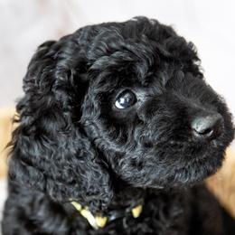 Mr. Gold - Black male Goldendoodle puppy in Gotha, Florida from Perlune Farms