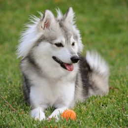 Alaskan Klee Kai from Nornir Kennels