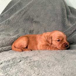 Swing - Tan collar - Dark golden female Golden Retriever puppy in Eustis, Florida from Earley Goldens