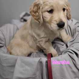 Marsha - Light golden female Golden Retriever puppy in Post Falls, Idaho from Majestic Golden Retrievers