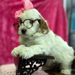 Petite Parti Pattie - Parti female Goldendoodle puppy in Boaz, Alabama from Doodles All Day