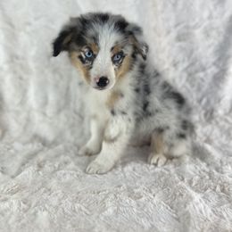 Snow - Red merle female Miniature American Shepherd puppy in Murray, Utah from Regal Miniature American Shepherds | Regal Miniature Australian Shepherds
