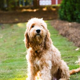 Goldendoodle Puppies from Ellie's Goldendoodles