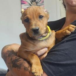 Female 3 - Red female German Pinscher puppy in Chatham, Virginia from WMHK9/Roolyn German Pinschers