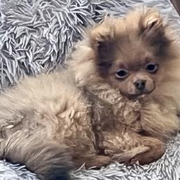 Octavious - Chocolate sable male Pomeranian puppy in Bentonville, Arkansas from Hummingbird & Fox