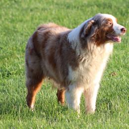 Jinx - Red merle female Australian Shepherd puppy in Mount Sterling, Ohio from Northern Lights Working Dogs