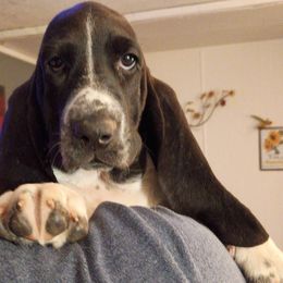 Basset Hound puppies from Stacey's Basset Hounds