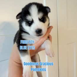 Ford - Black and white male Pomsky puppy in Lyons, Nebraska from Goodness Gracious Pomskies