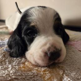Victor - Black white and brown male Basset Hound puppy in Denison, Texas from Emma Lou's Baby Bassets