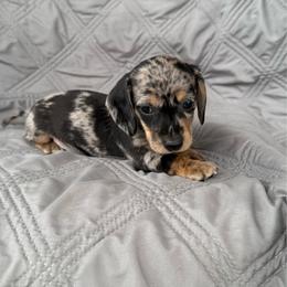 Girl 1 Dapple - Dapple female Dachshund puppy in Casa Grande, Arizona from Short n Sassy Dachshunds of AZ