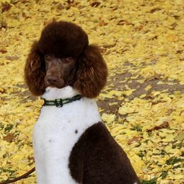 Poodles from Country Haven Standard Poodles