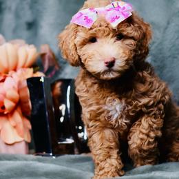 Blush - Apricot female Goldendoodle puppy in Forney, Texas from Diamond Doodle Pups and Poodles