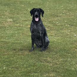 Benelli - German Shorthaired Pointer