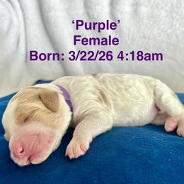 Purple - Parti female Goldendoodle puppy in Helena Valley Northeast, Montana from Joy Meadows Goldendooles