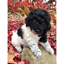 Goldendoodle Puppies from Ohio Down Home Doodles