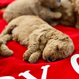 Goldendoodle Puppies from Hygge & Hound by McKenzie
