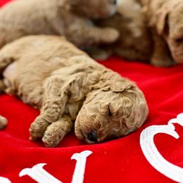 Goldendoodle Puppies from Hygge & Hound by McKenzie