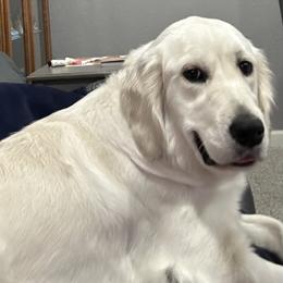 Stella - Cream female Dachshund puppy in Charleston, Illinois from Gooddach’s Dachshunds