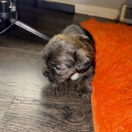 Shorkie Puppies from Sharlena Henderson