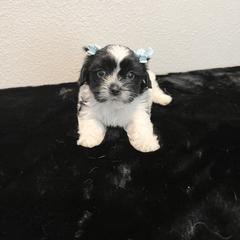 Mal-Shi Puppies from NC Stellar Puppies