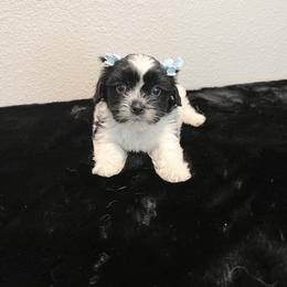 Mal-Shi Puppies from NC Stellar Puppies