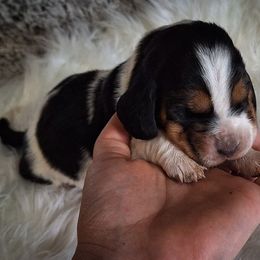 Everest - Black brown and white female Basset Hound puppy in Mack's Creek, Missouri from Mack's Creek Basset Hounds
