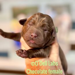 Girl 2 - Chocolate female Labrador Retriever puppy in Sullivan, Missouri from O’Dell Labs