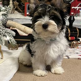 Biewer Terrier Puppies from Southern Star Biewers
