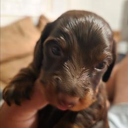 Bean - Chocolate and tan female Dachshund puppy in Arizona from Tps Teeny Weins